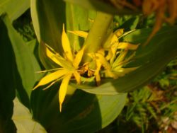 2013-08-18_Regina-F-Rau_Schachen_Blumen  (209).JPG